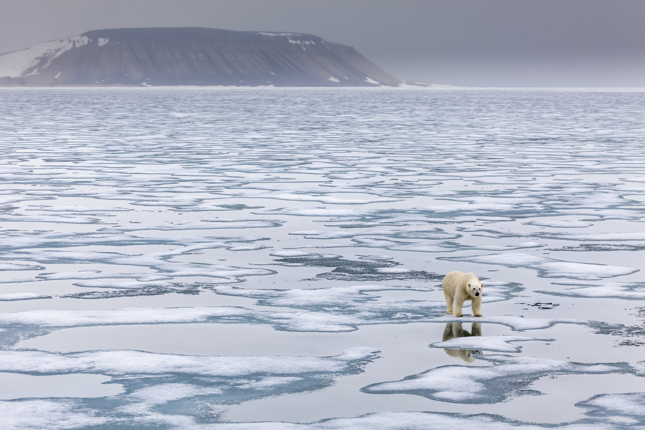 Polar bear stands on pack ice