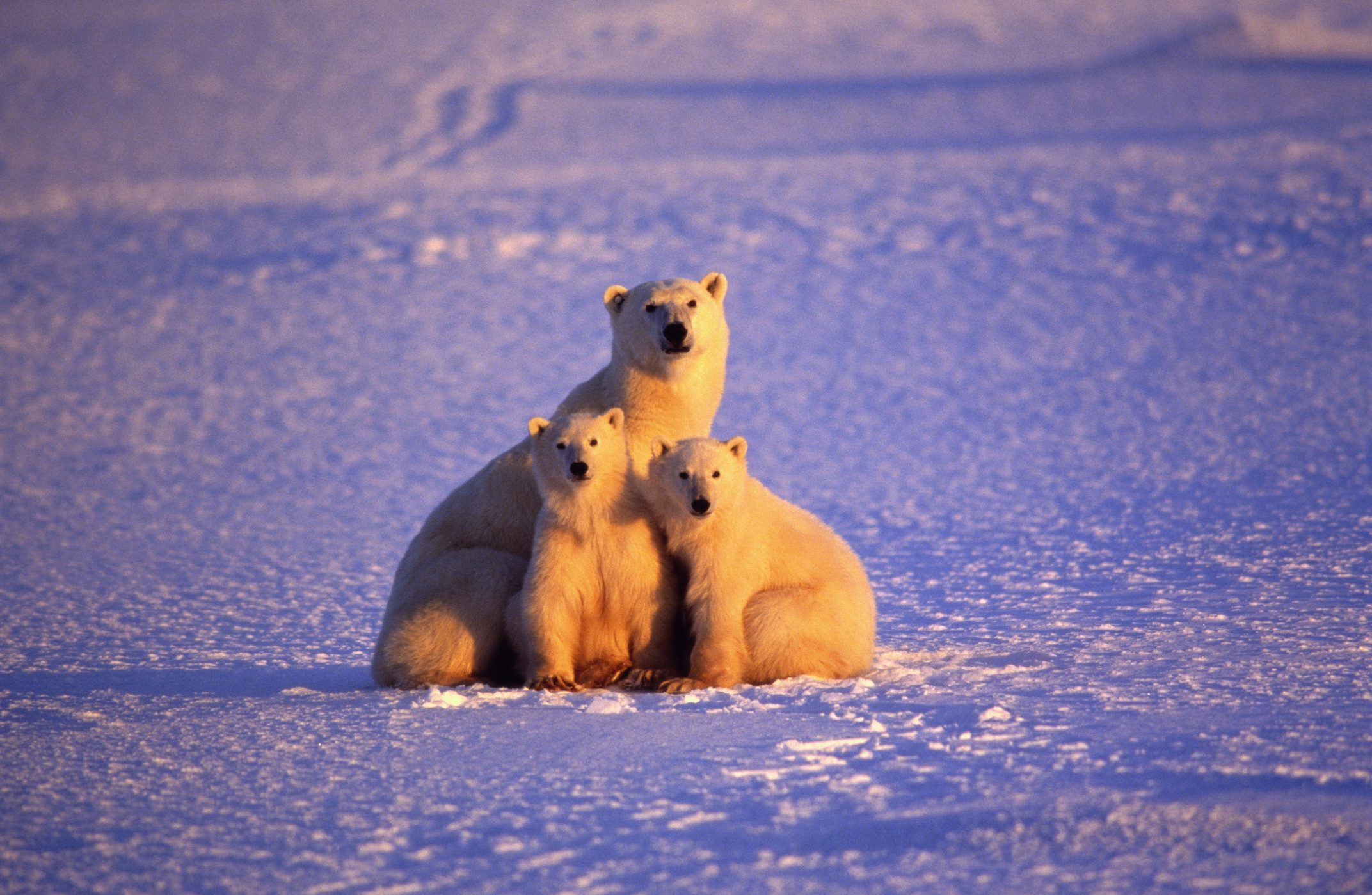 Polar bear with two cubs in a frozen landscape lit up with the sunset