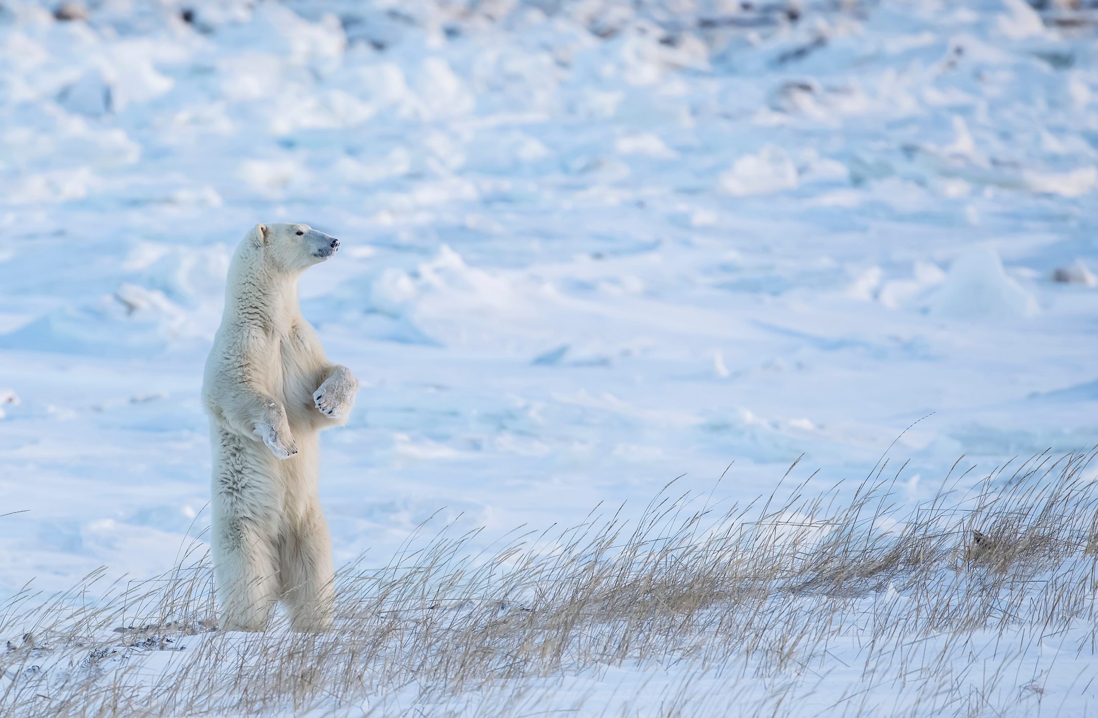 Polar bear (Ursus maritimus) standing in the snow looking beautiful