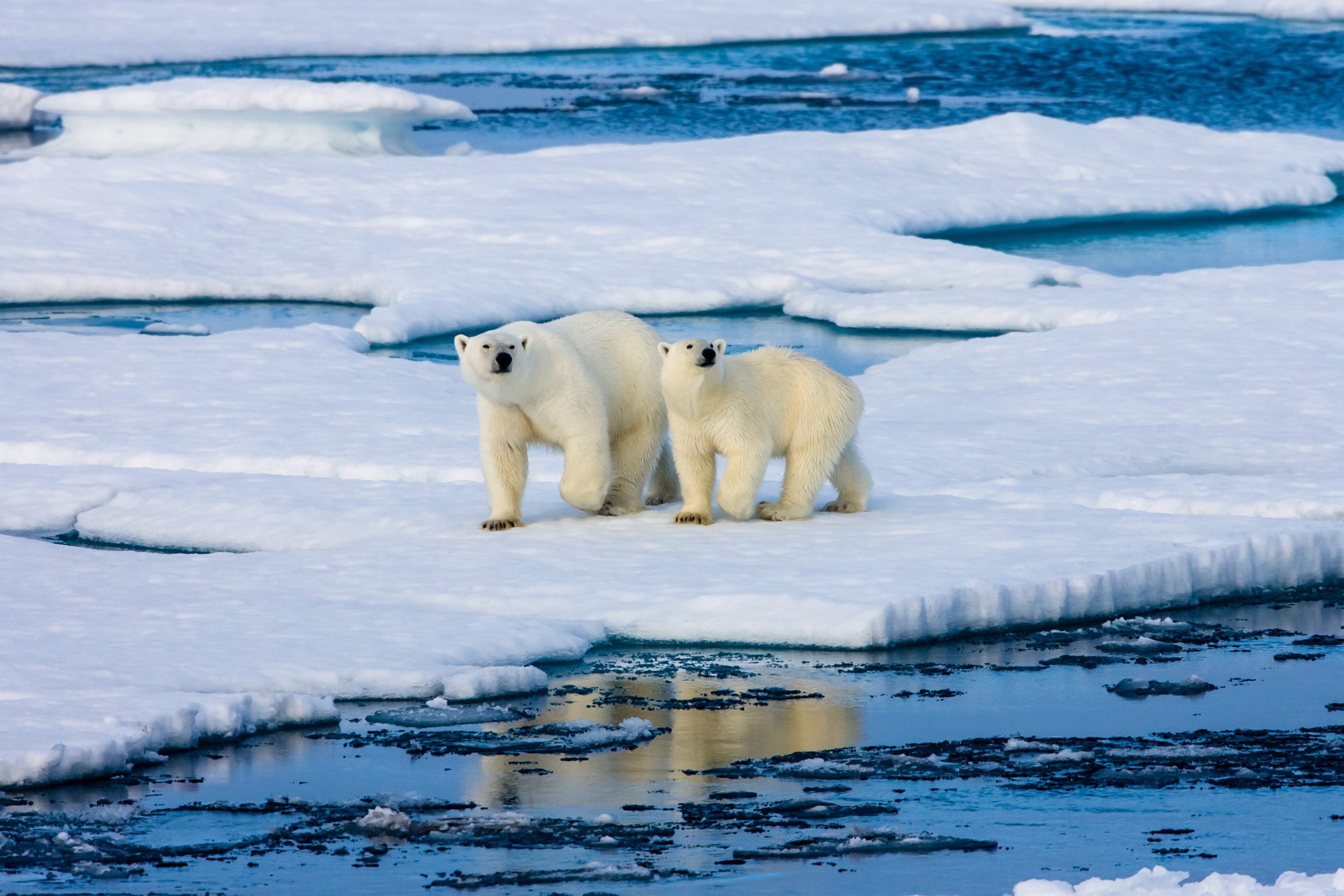 Two polar bears on a small ice floe walking along