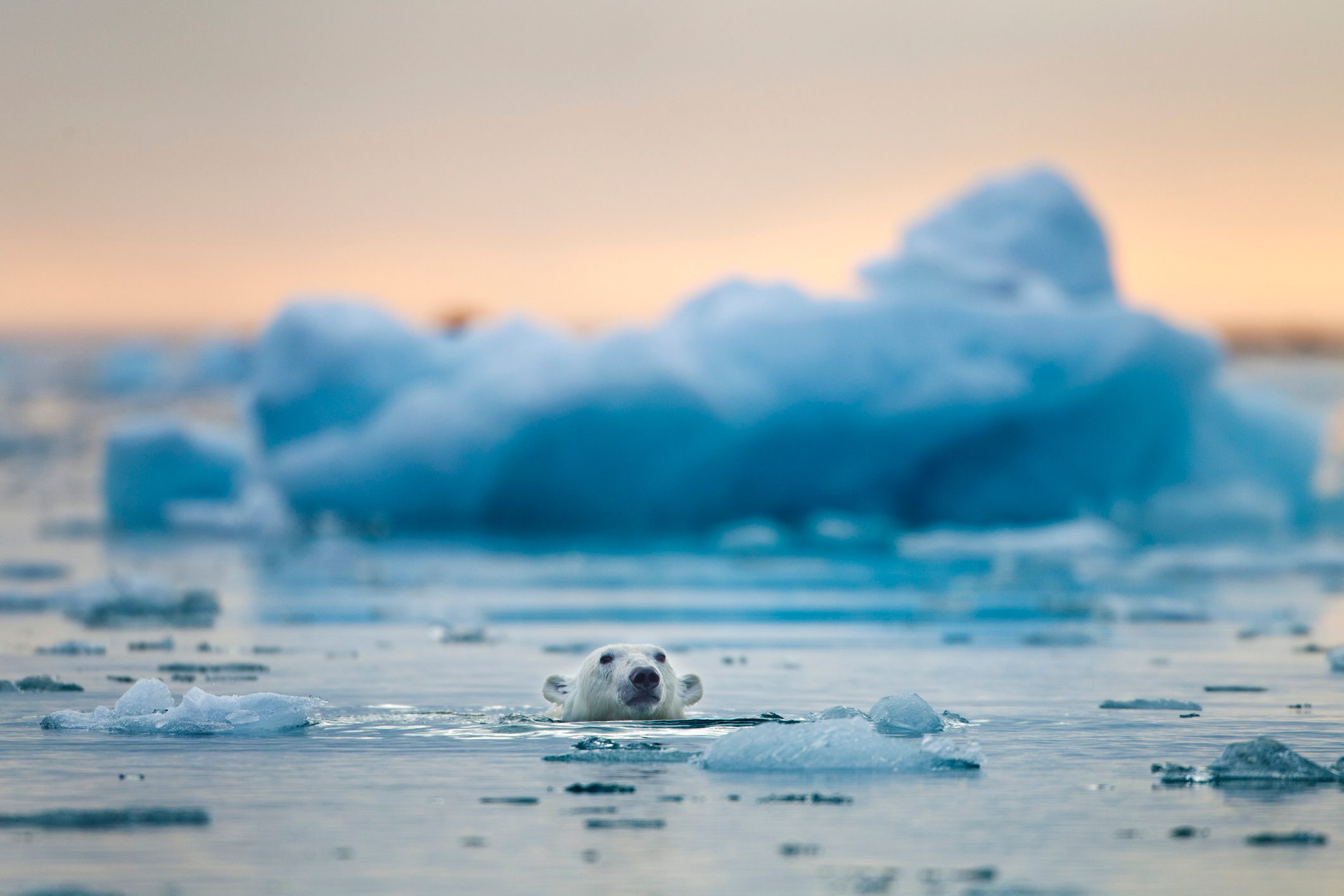 Polar bear swims among icebergs near glacier