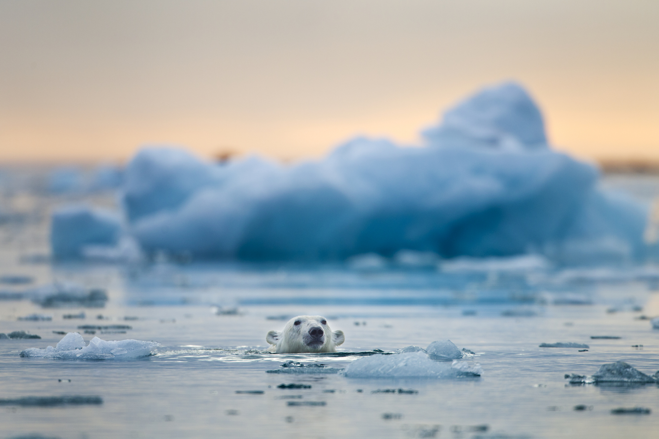 Polar bear swims among icebergs near glacier