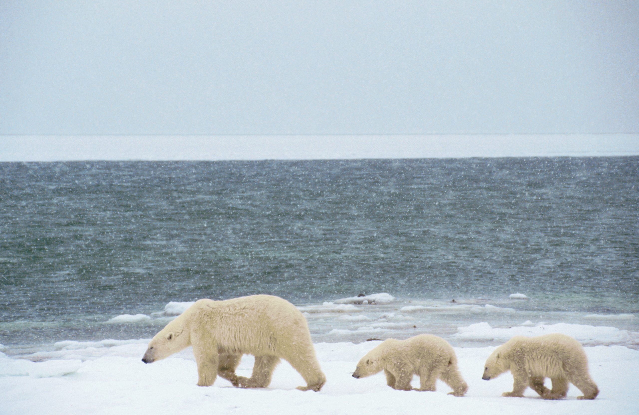 An adult female polar bear leads her two first year cubs across the snow driven shore of Hudson Bay. Churchill, Manitoba, Canada.