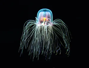 Turritopsis dohrnii. © Yiming Chen/Getty Turritopsis dohrnii. © Yiming Chen/Getty
