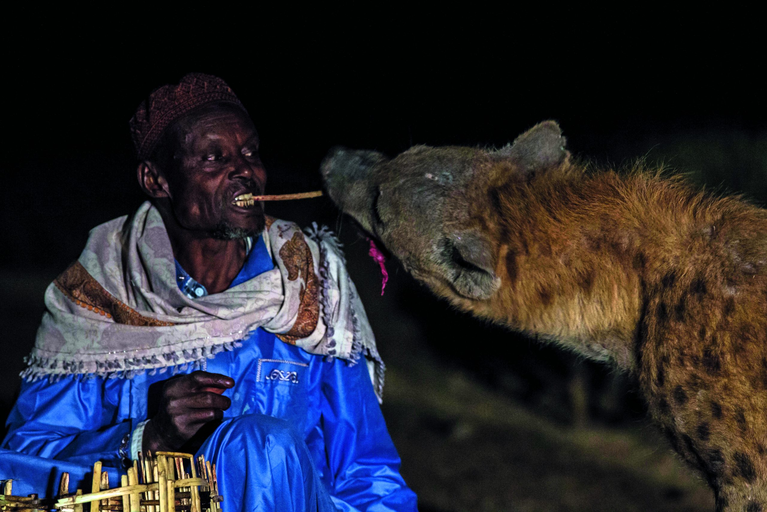 He fed them first from a stick and then from his mouth…" In this Ethiopian city, people feed one of Africa's deadliest predators mouth-to-mouth | Discover Wildlife