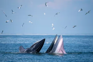 Bryde's whale hunting fishes Bryde's whale hunting