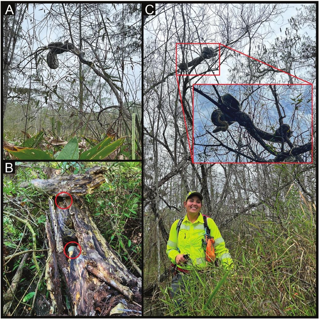 Burmese pythons in arboreal habitats in Big Cypress National Preserve, Florida