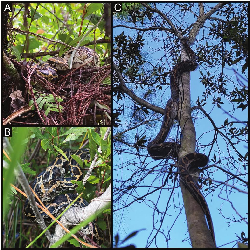 Juvenile Burmese pythons in arboreal habitats in Big Cypress National Preserve, Florida