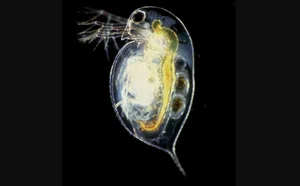 Daphnia pulex water flea Daphnia pulex water flea