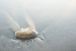 Can dead jellyfish sting
