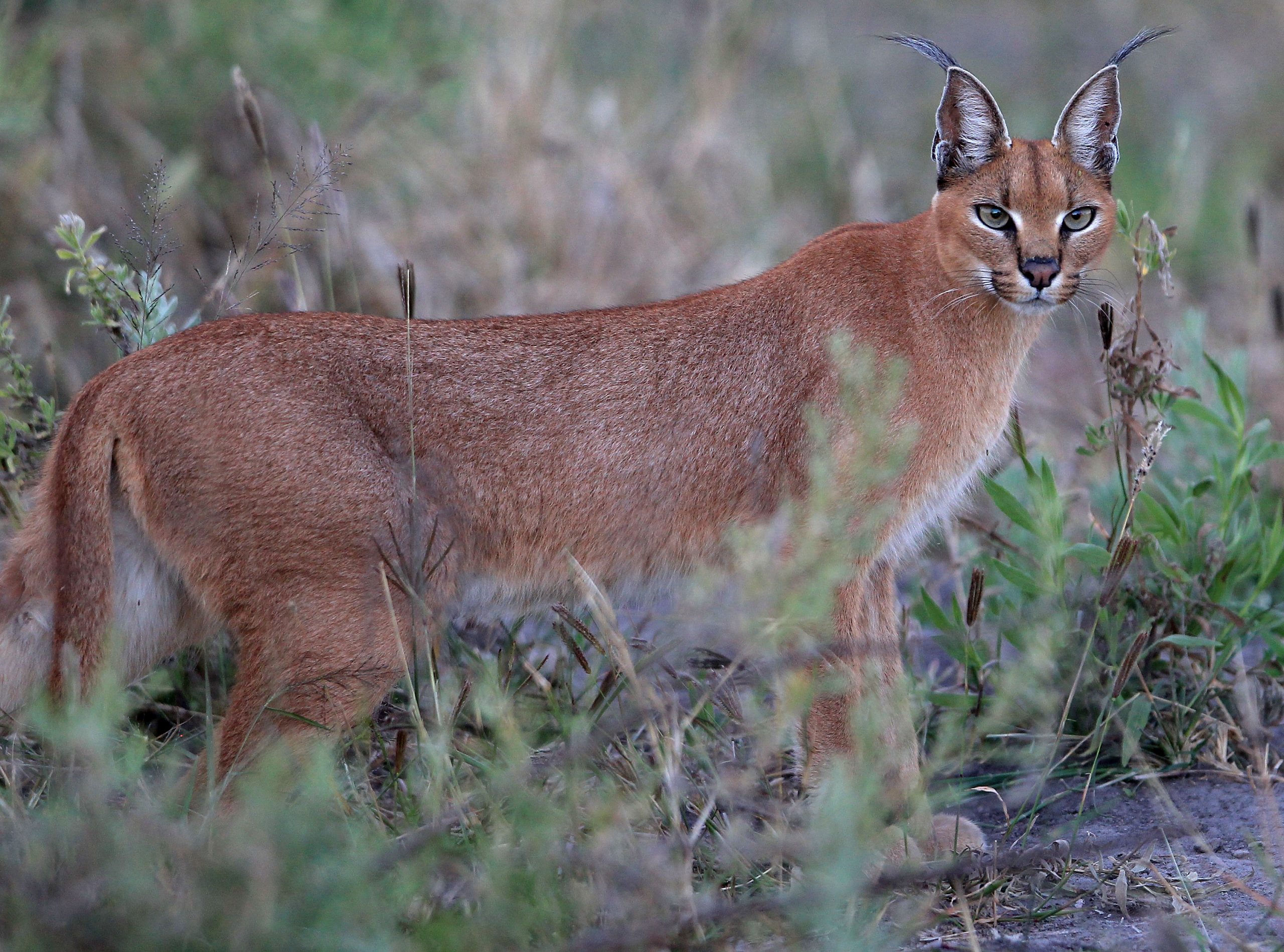 A caracal faces the camera