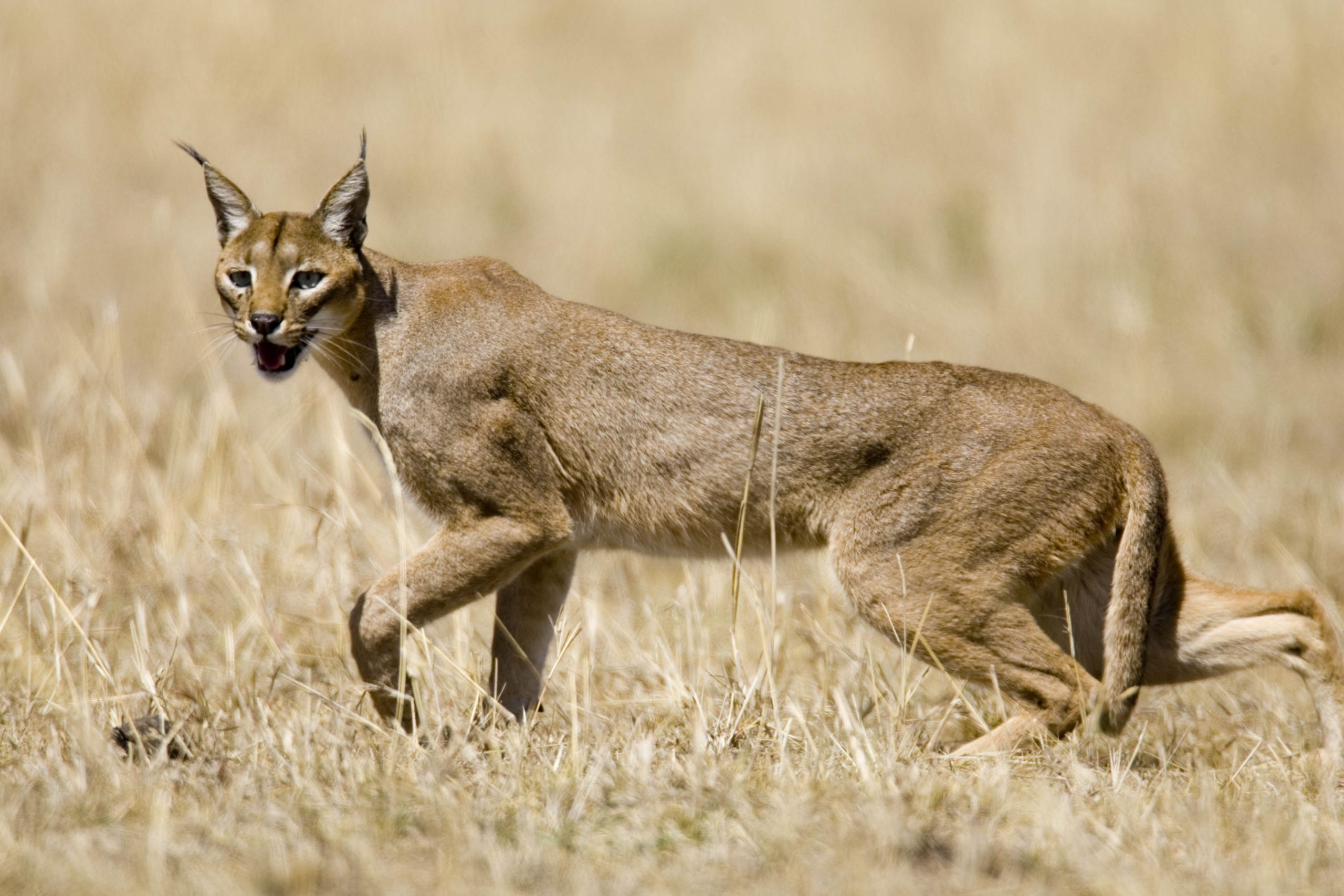 A caracal striding in the savannah