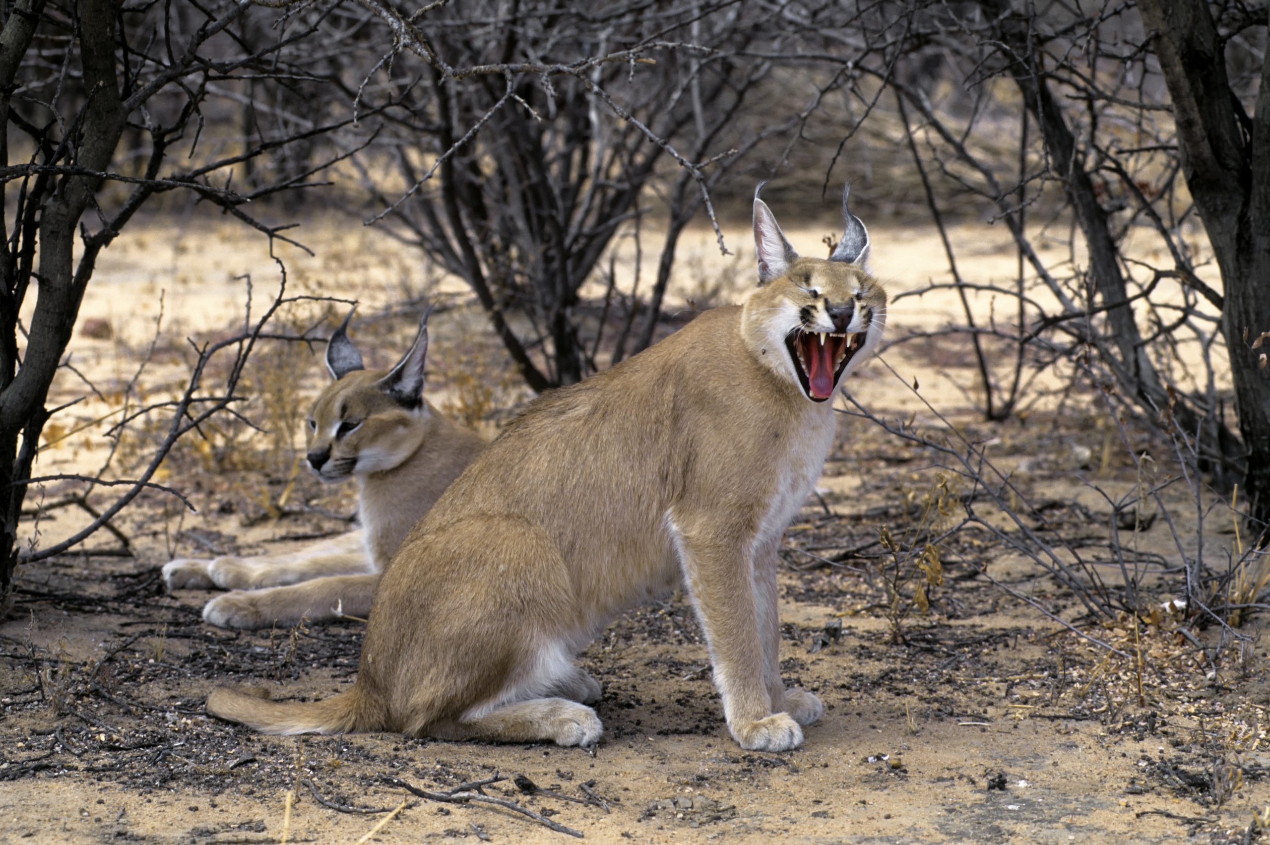 Two caracals, with one opening their mouth wide