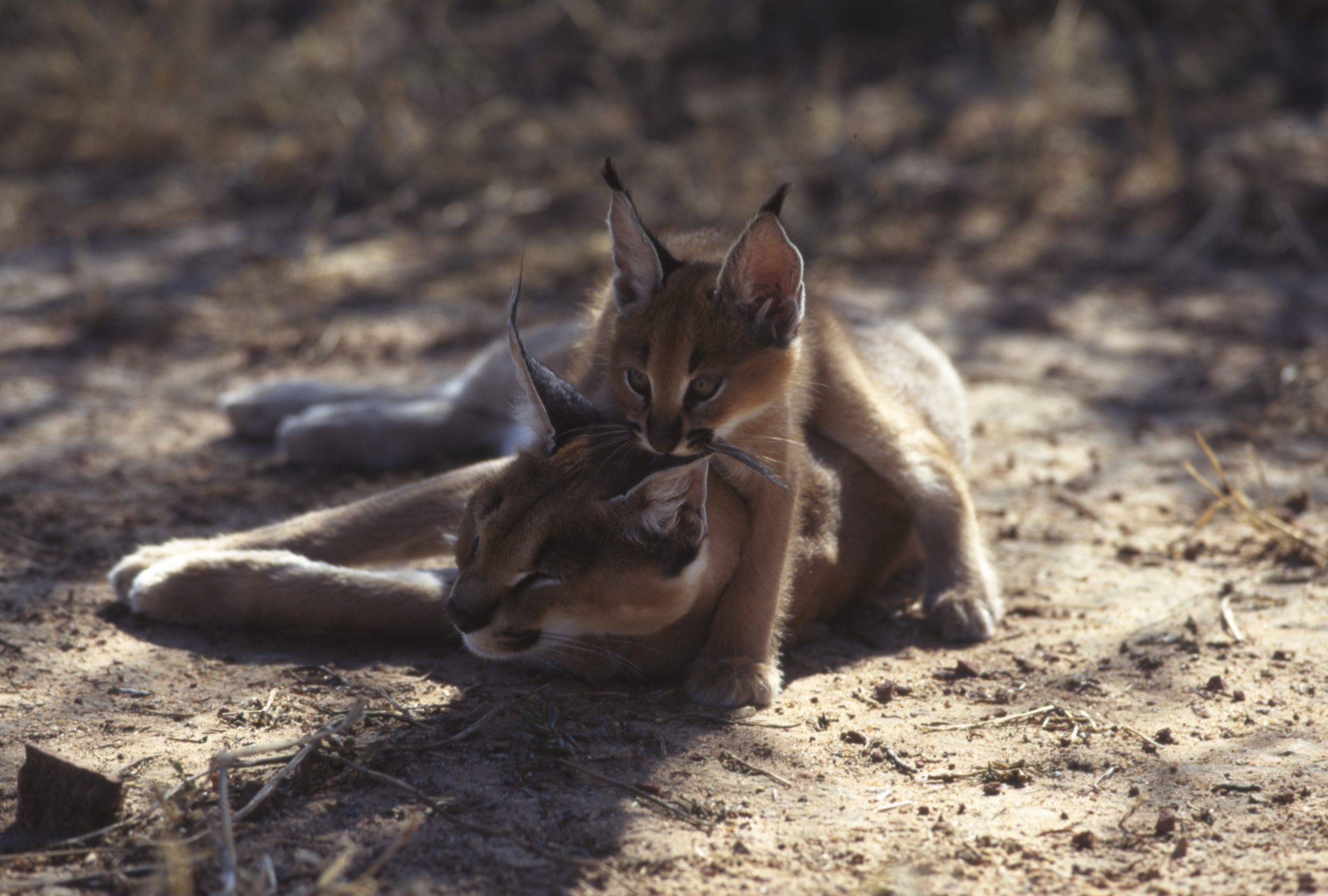 A caracal sits on top of another caracal