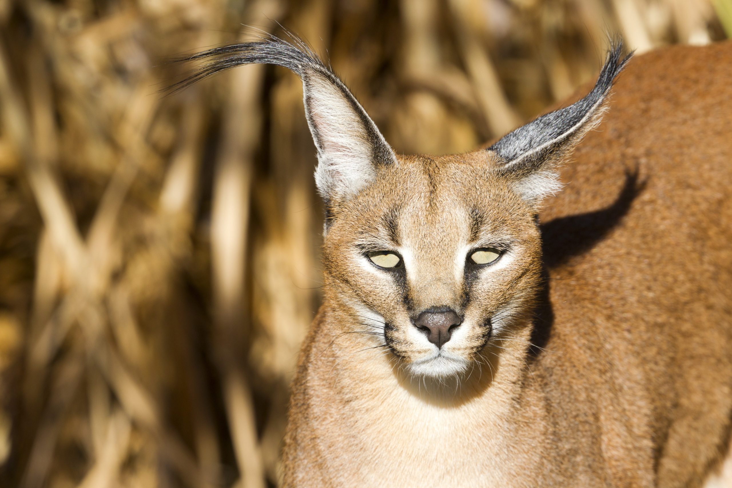 A caracal faces the camera with vacant eyes