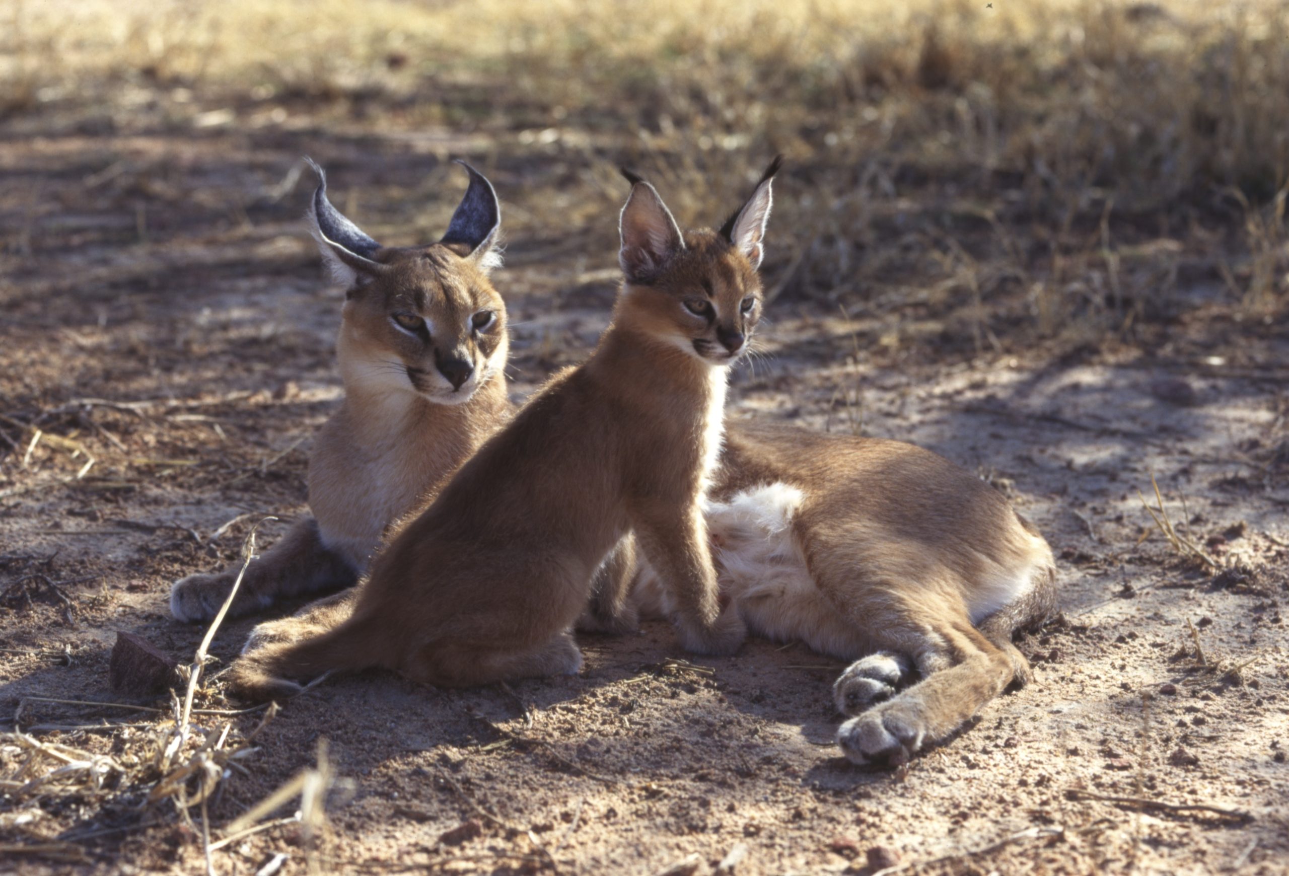 A young caracal and an older caracal look away