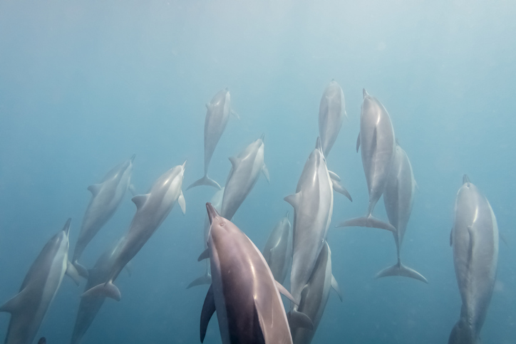 Bottlenose dolphin pod