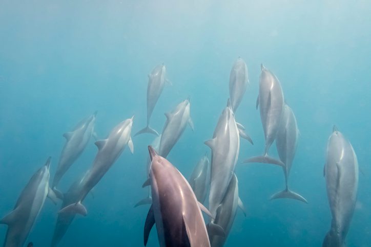 Bottlenose dolphin pod