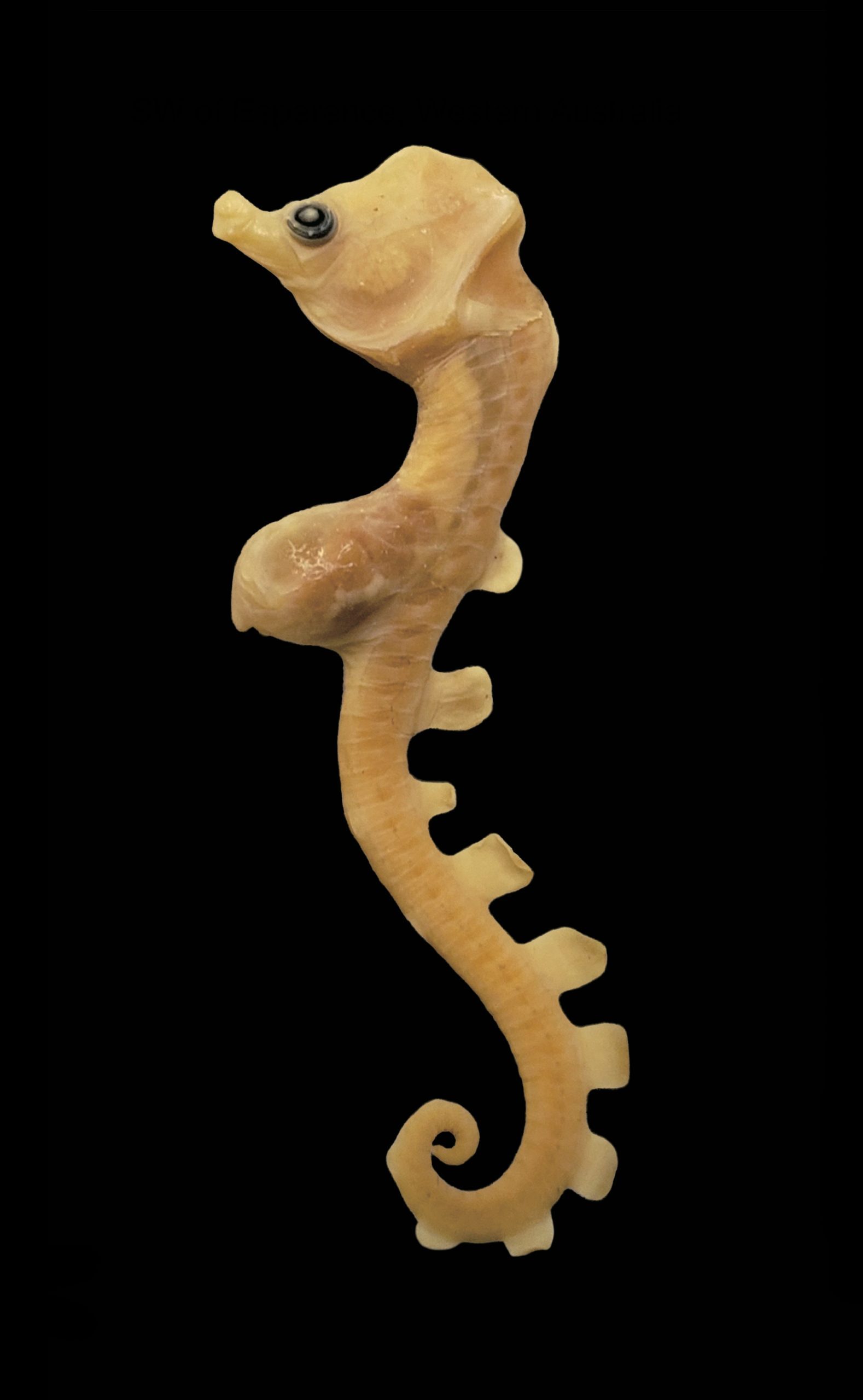 Australyichthys paradoxus