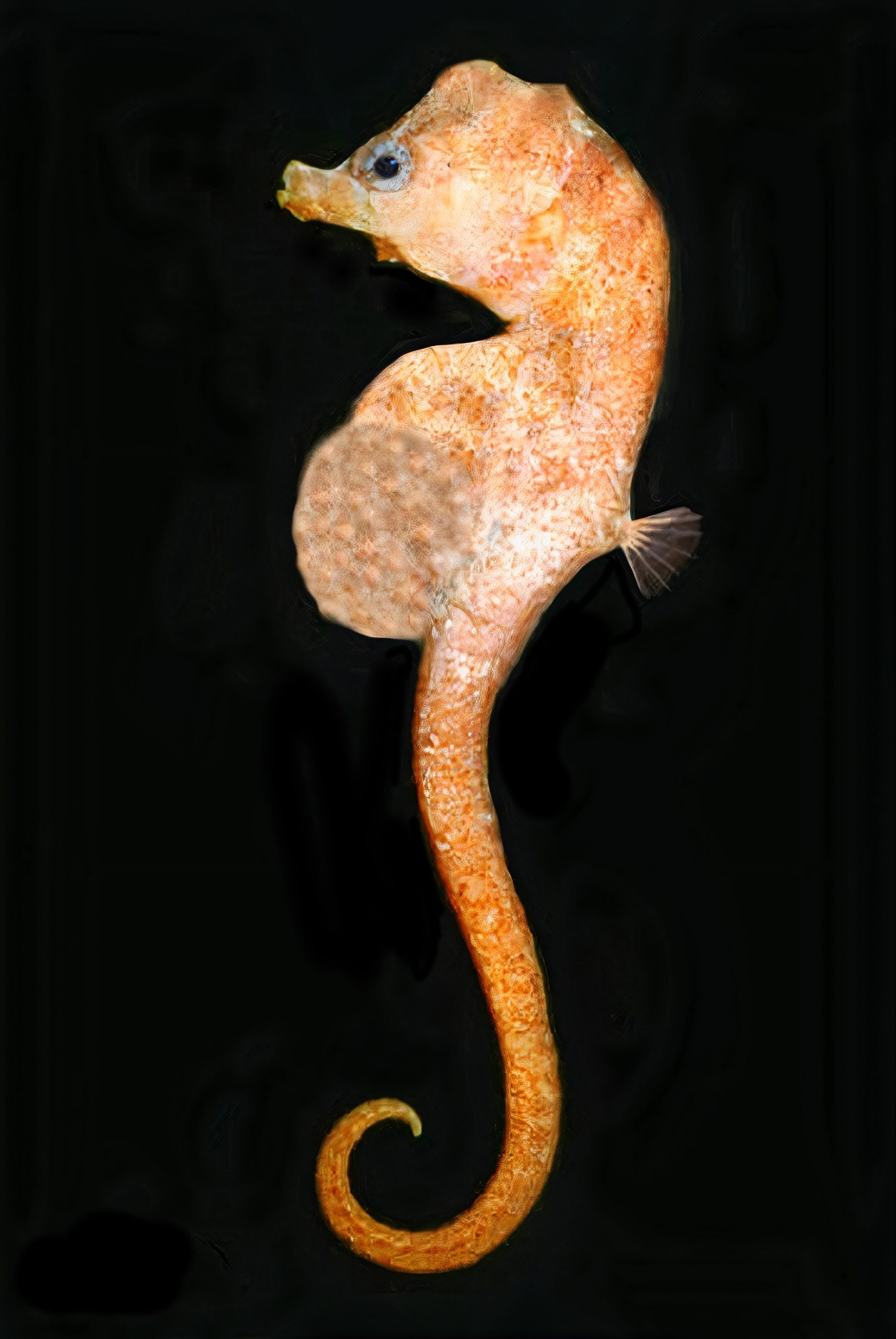 Australyichthys minotaur