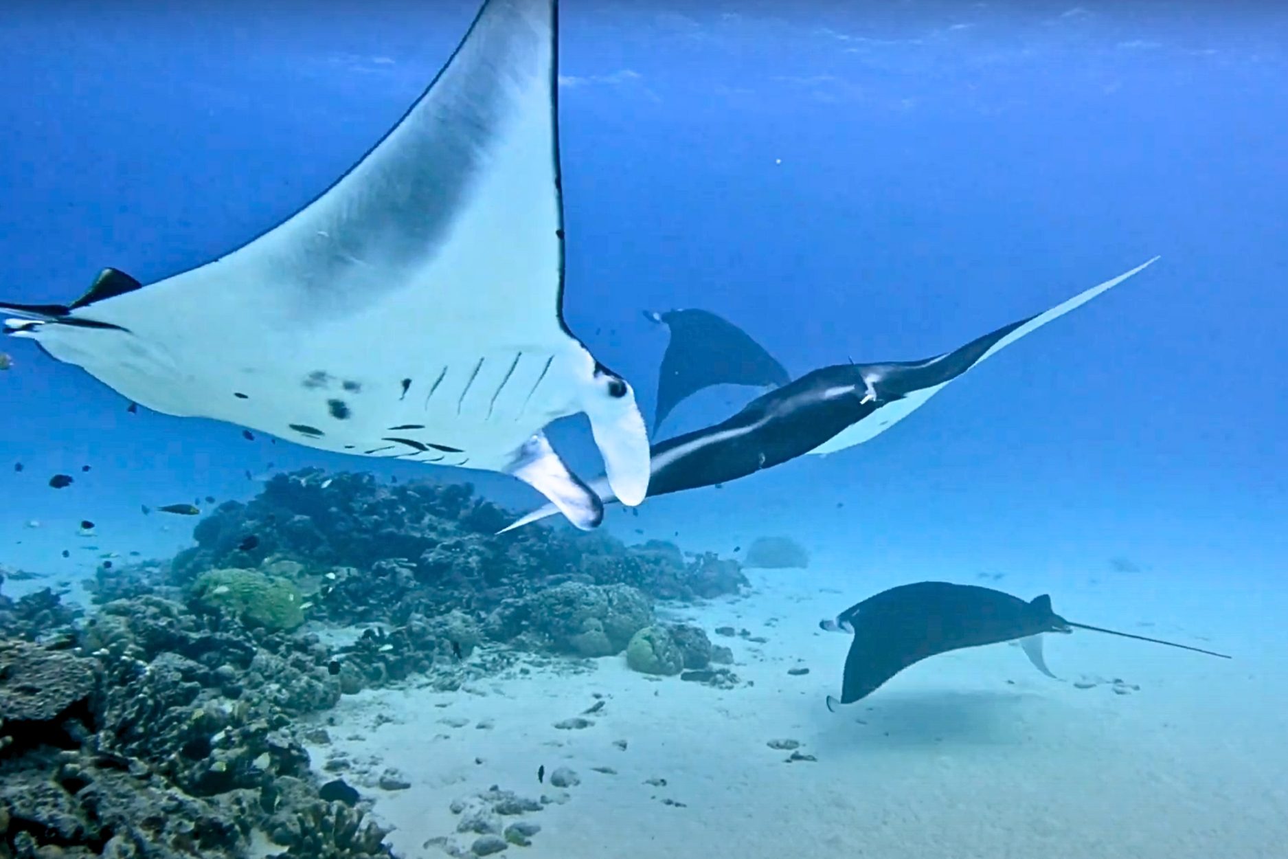 Manta ray courtship dance