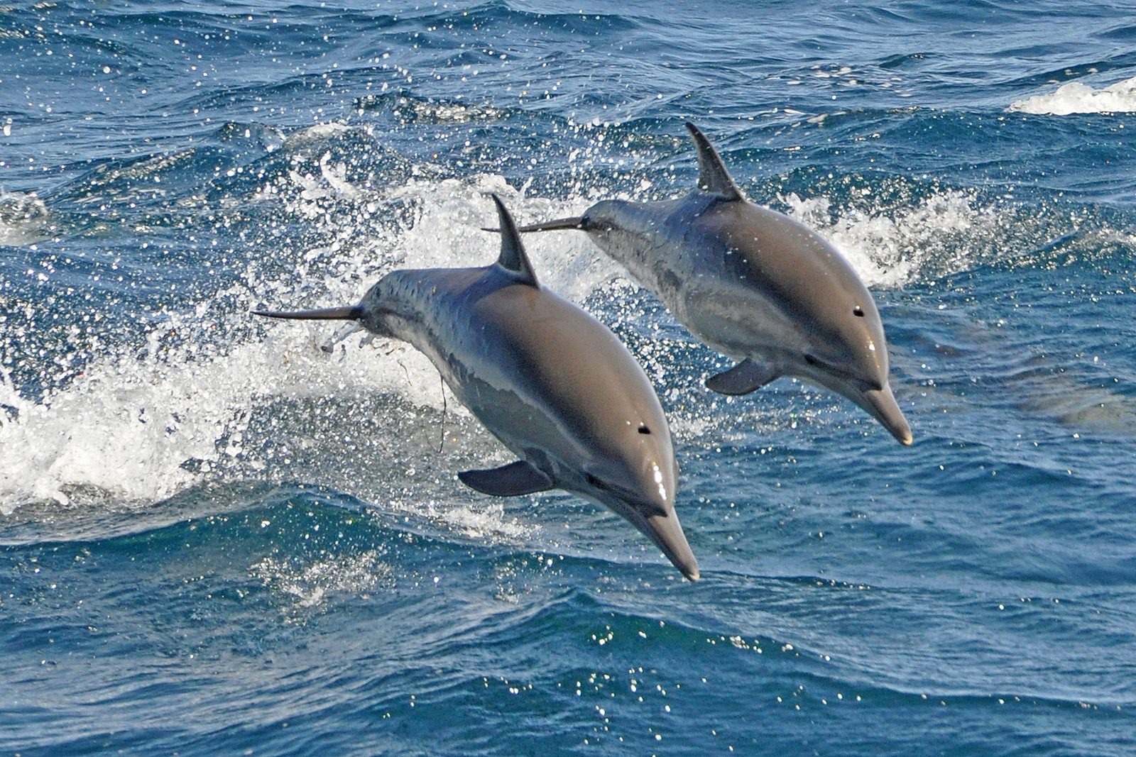 Pair of long-beaked common dolphins leaping out if the sea