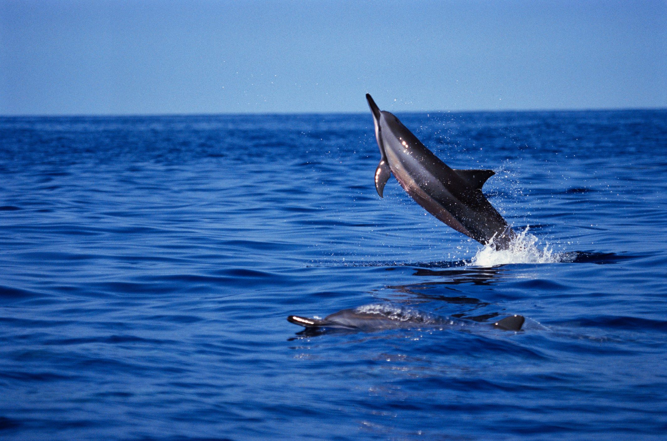 Spinner Dolphin spin