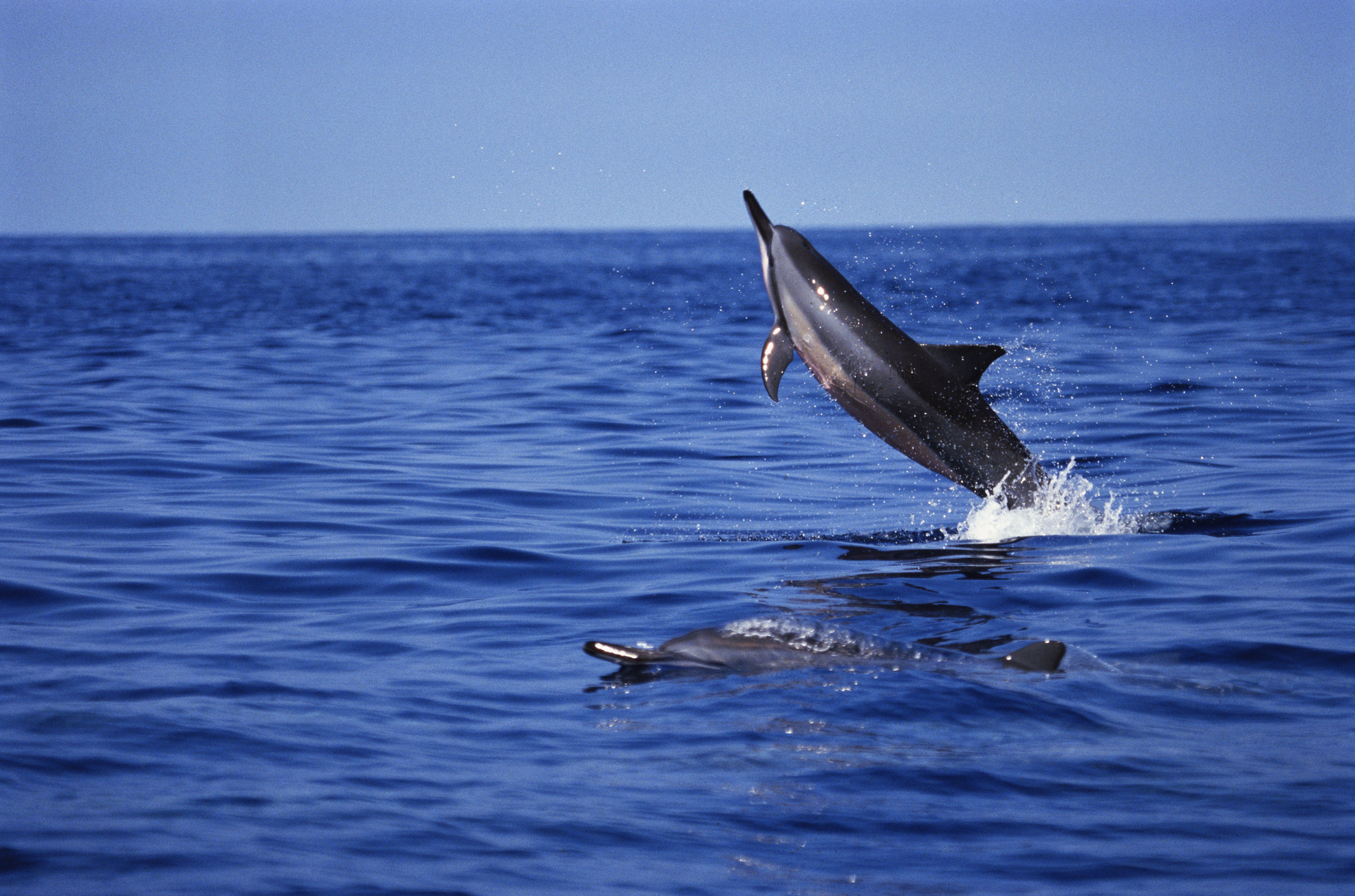 Spinner Dolphin spin