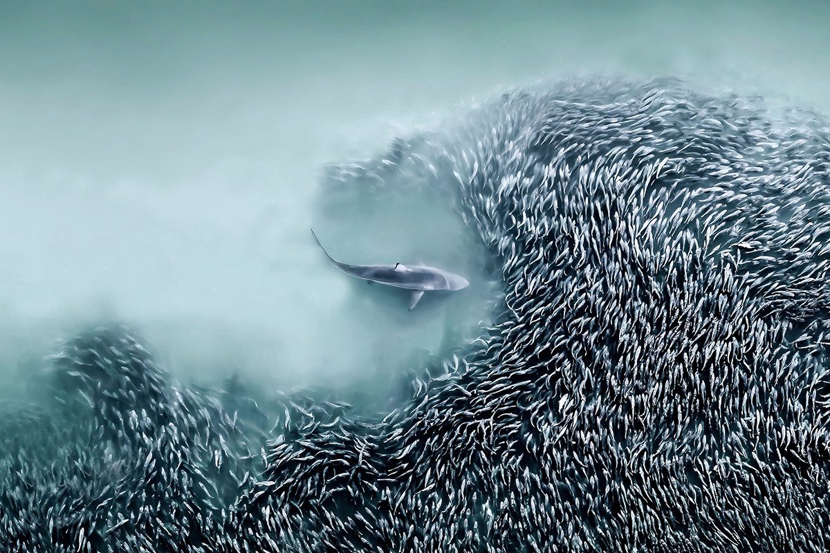 Top down aerial drone photo of a spinner shark creating a gateway into a school of menhaden fish in the Atlantic Ocean.
