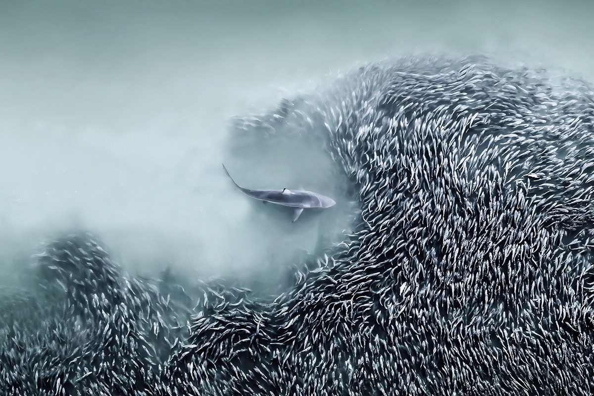 Top down aerial drone photo of a spinner shark creating a gateway into a school of menhaden fish in the Atlantic Ocean.