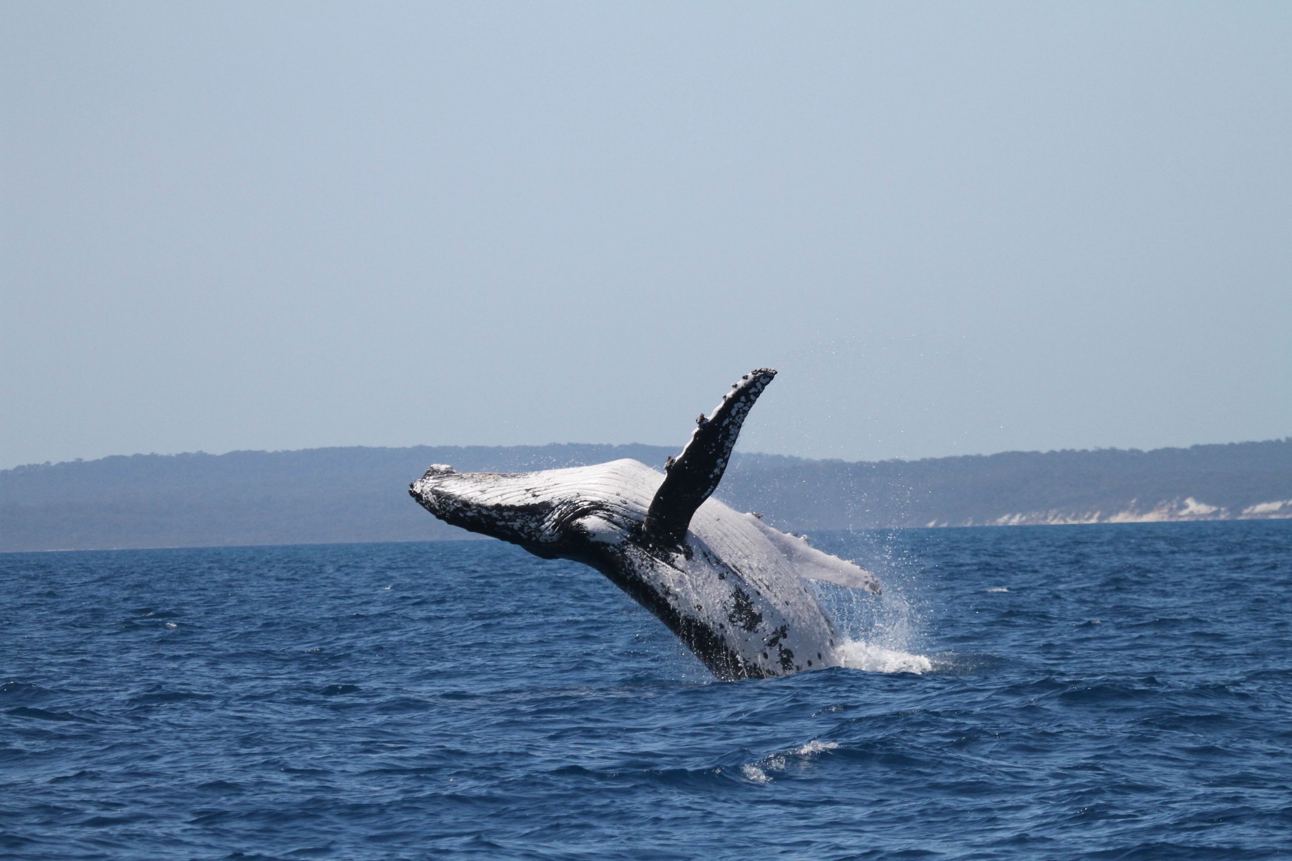 Humpback whale breach