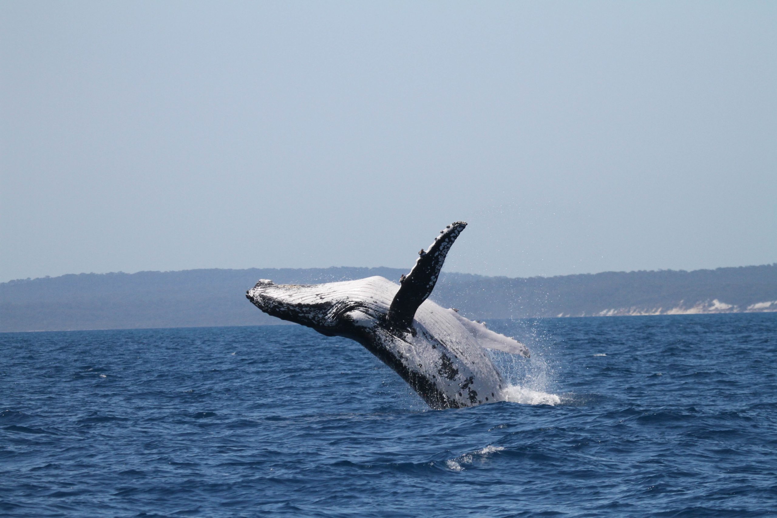 Humpback whale breach
