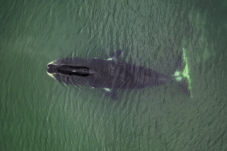 Bowhead whale species guide