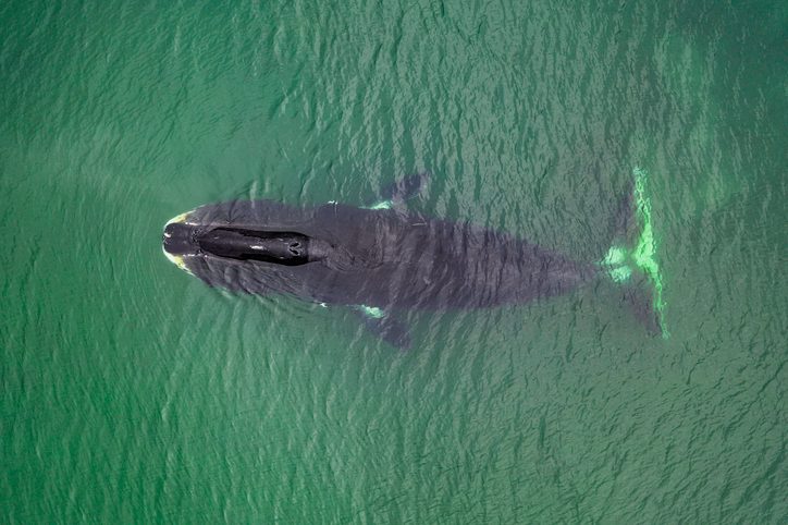 Bowhead whale species guide