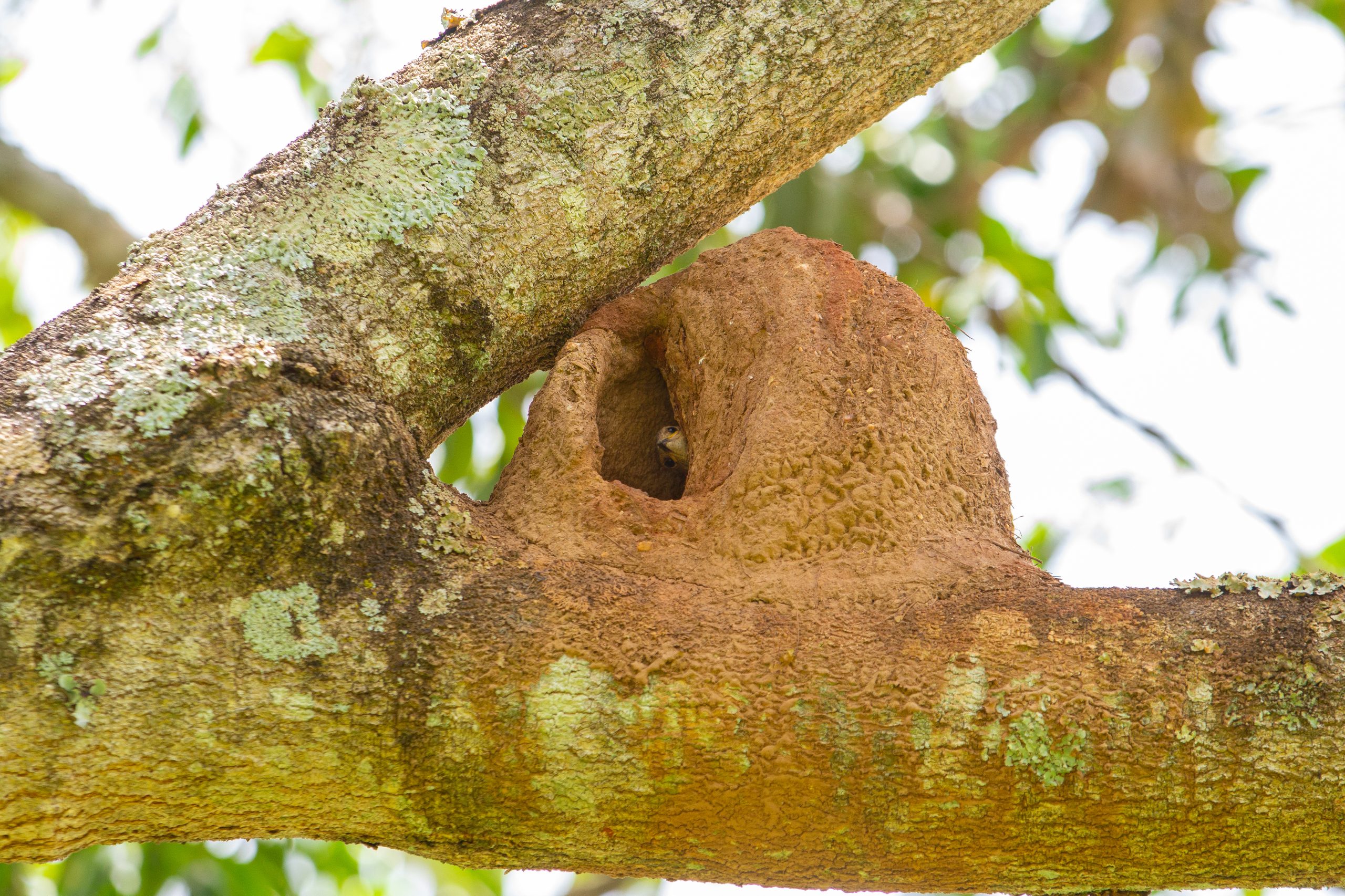 A rufous hornero nest on a tree branch.