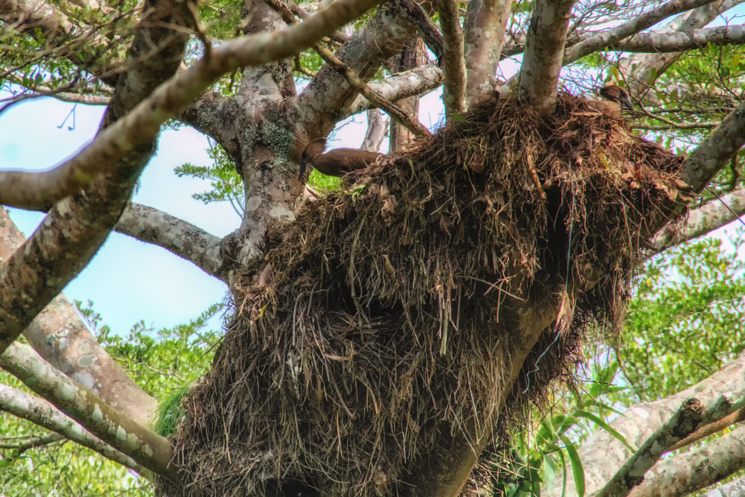 A beautiful brown feathered Hammerkop or hammerhead bird stands on it's huge nest.