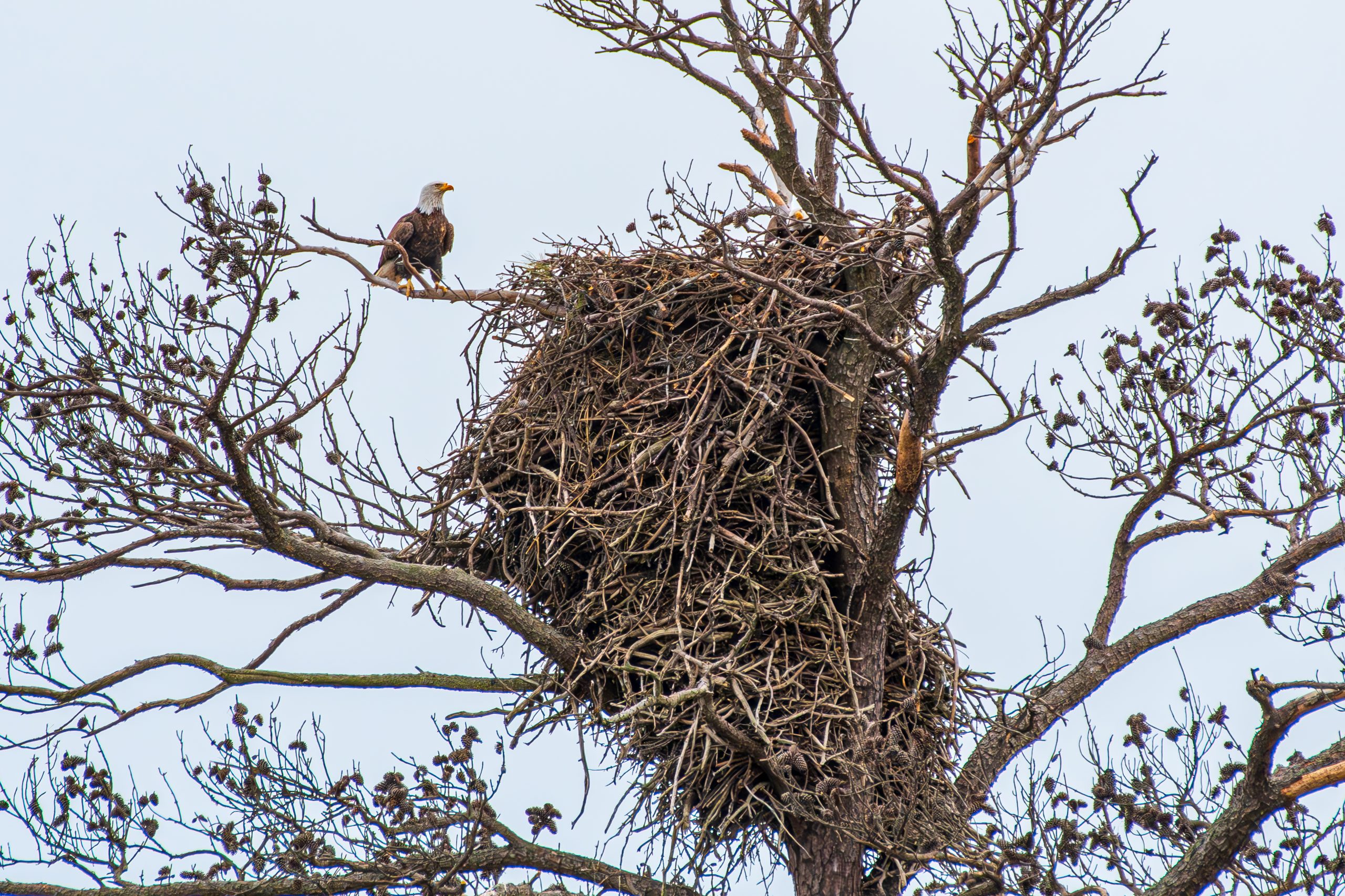 Bald eagle nest.