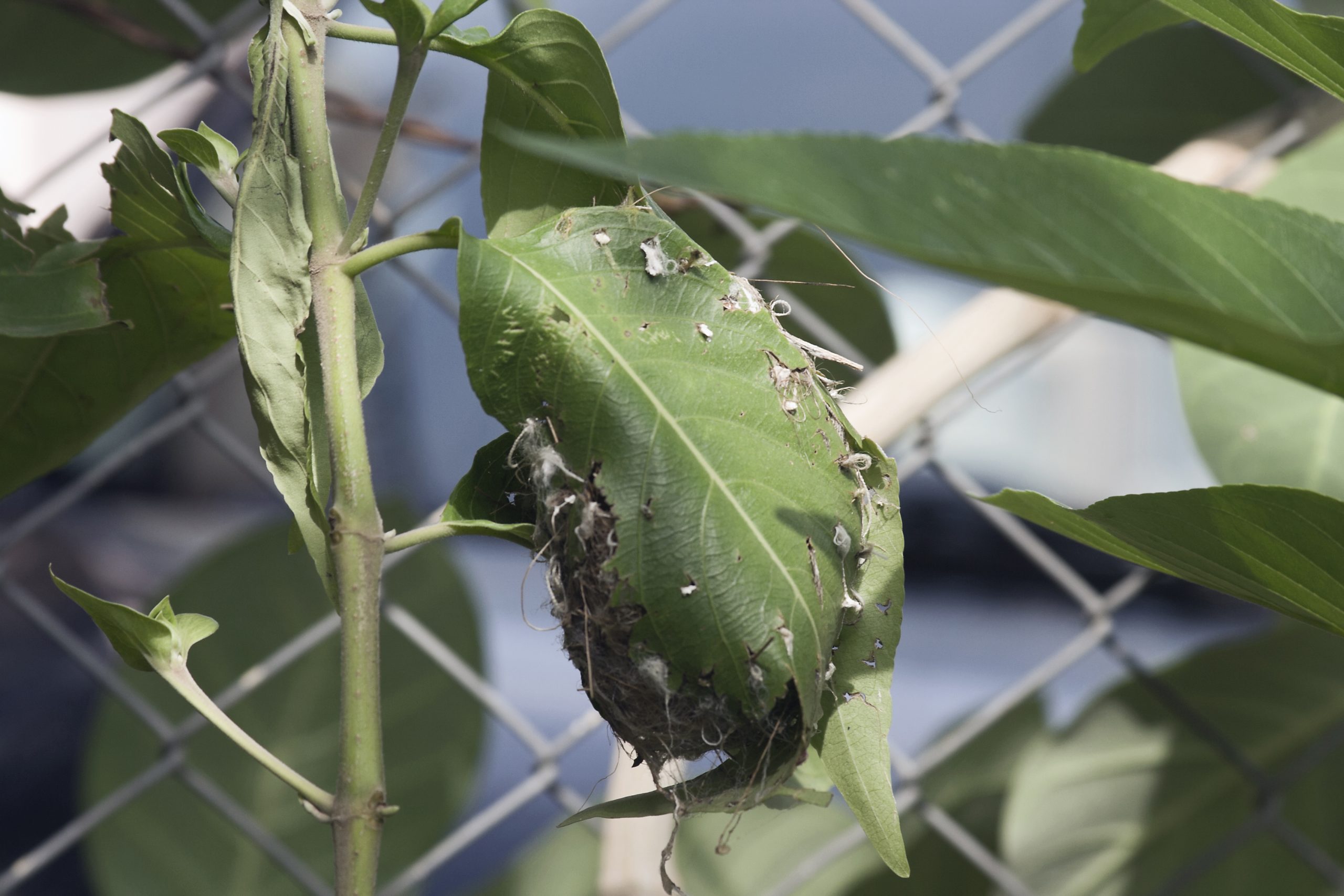 The view of the nest of the tailor bird.