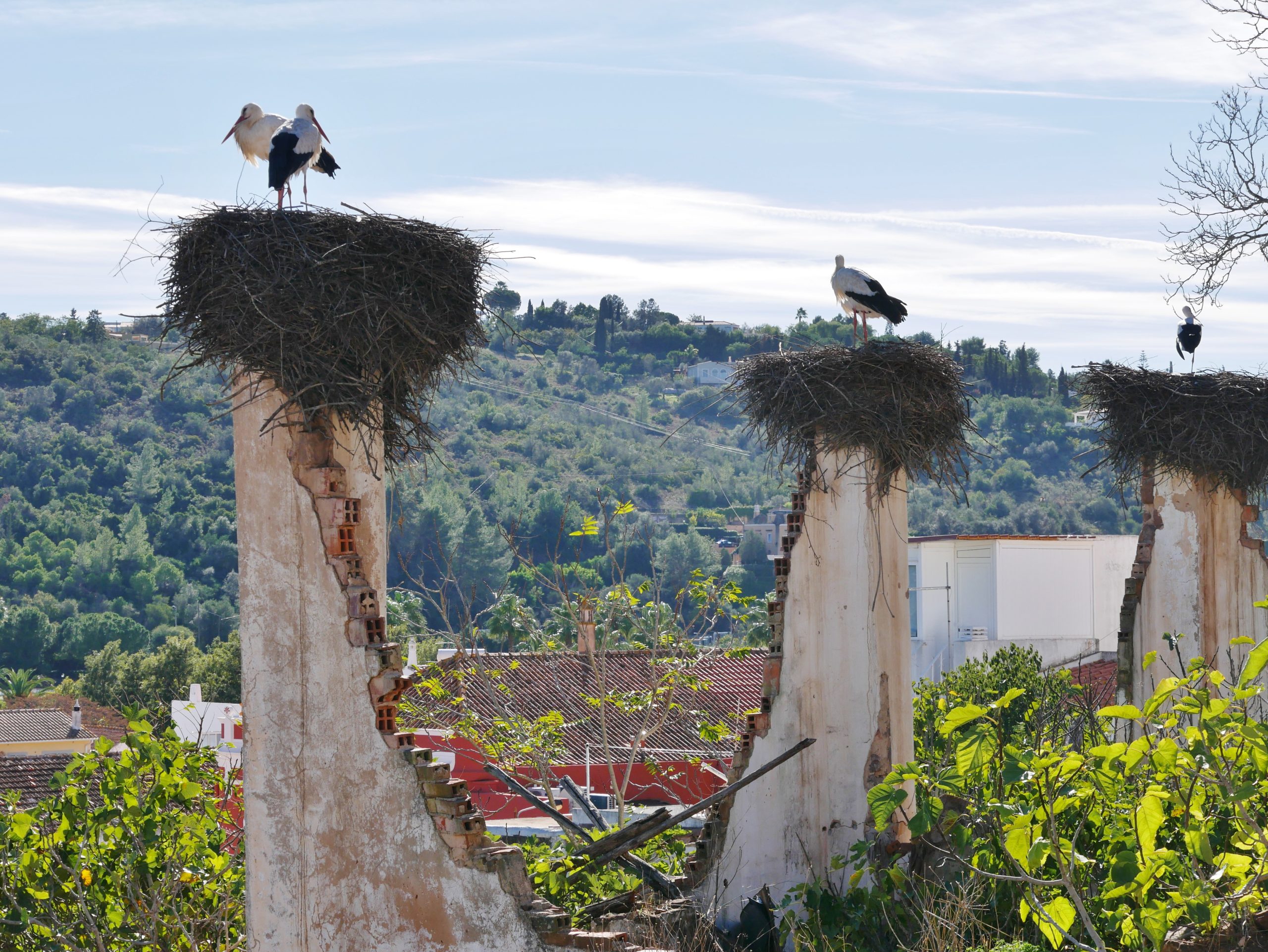 Stork's nest