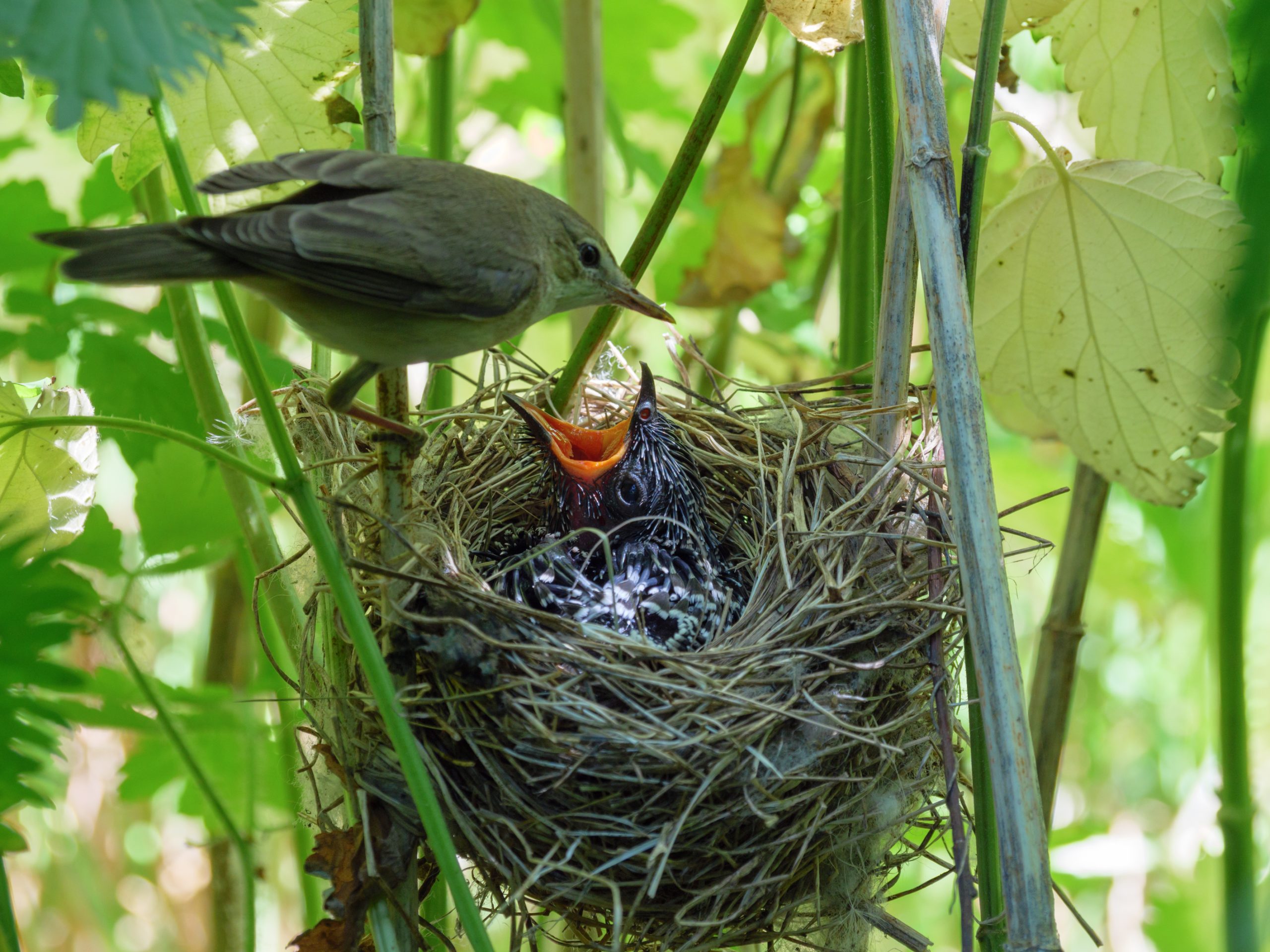 A Chick of Common Cuckoo (Cuculus canorus) in nest of Marsh Warbler (Acrocephalus palustris).
