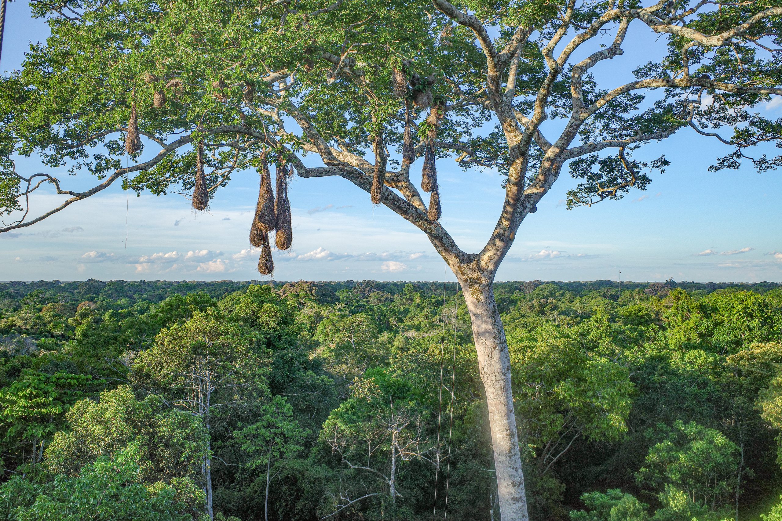 Oropendola bird nests hanging from tall trees in the Peruvian Amazon.