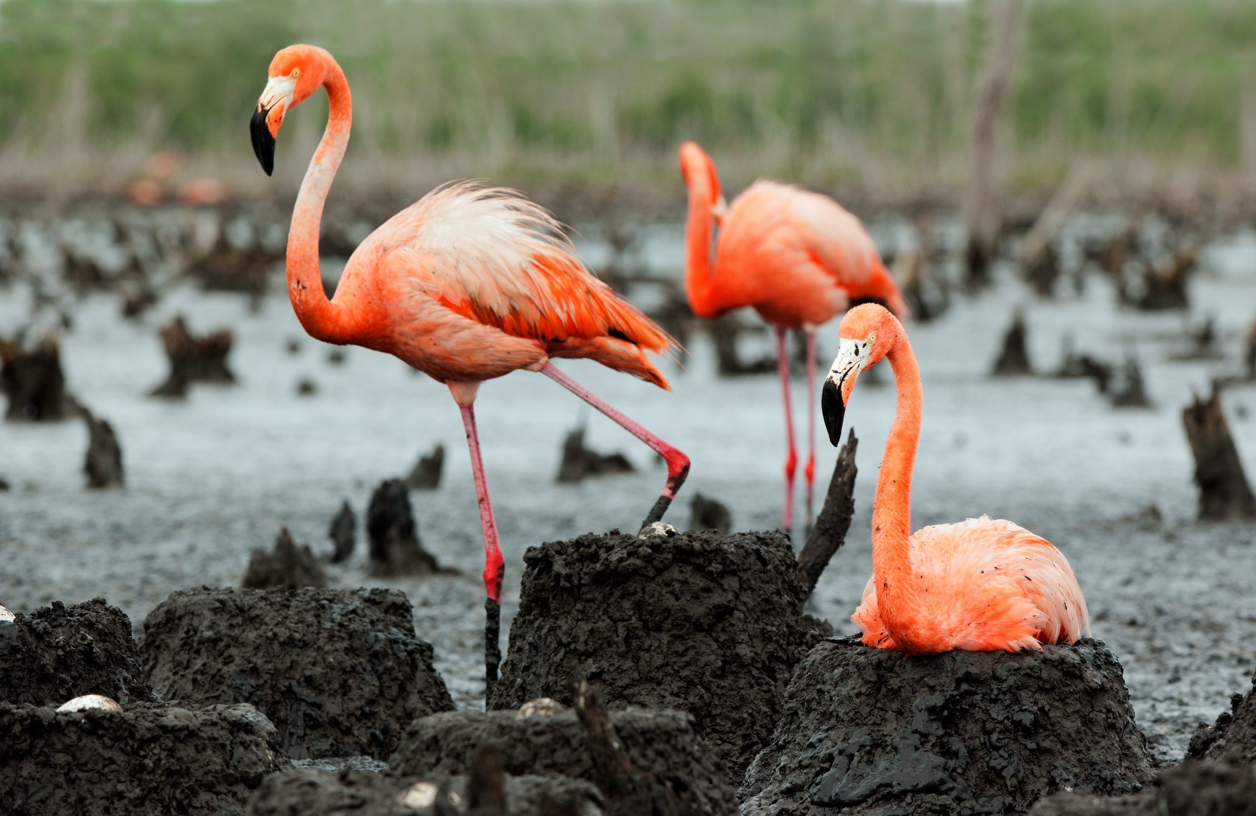 Flamingos on their mud nests.