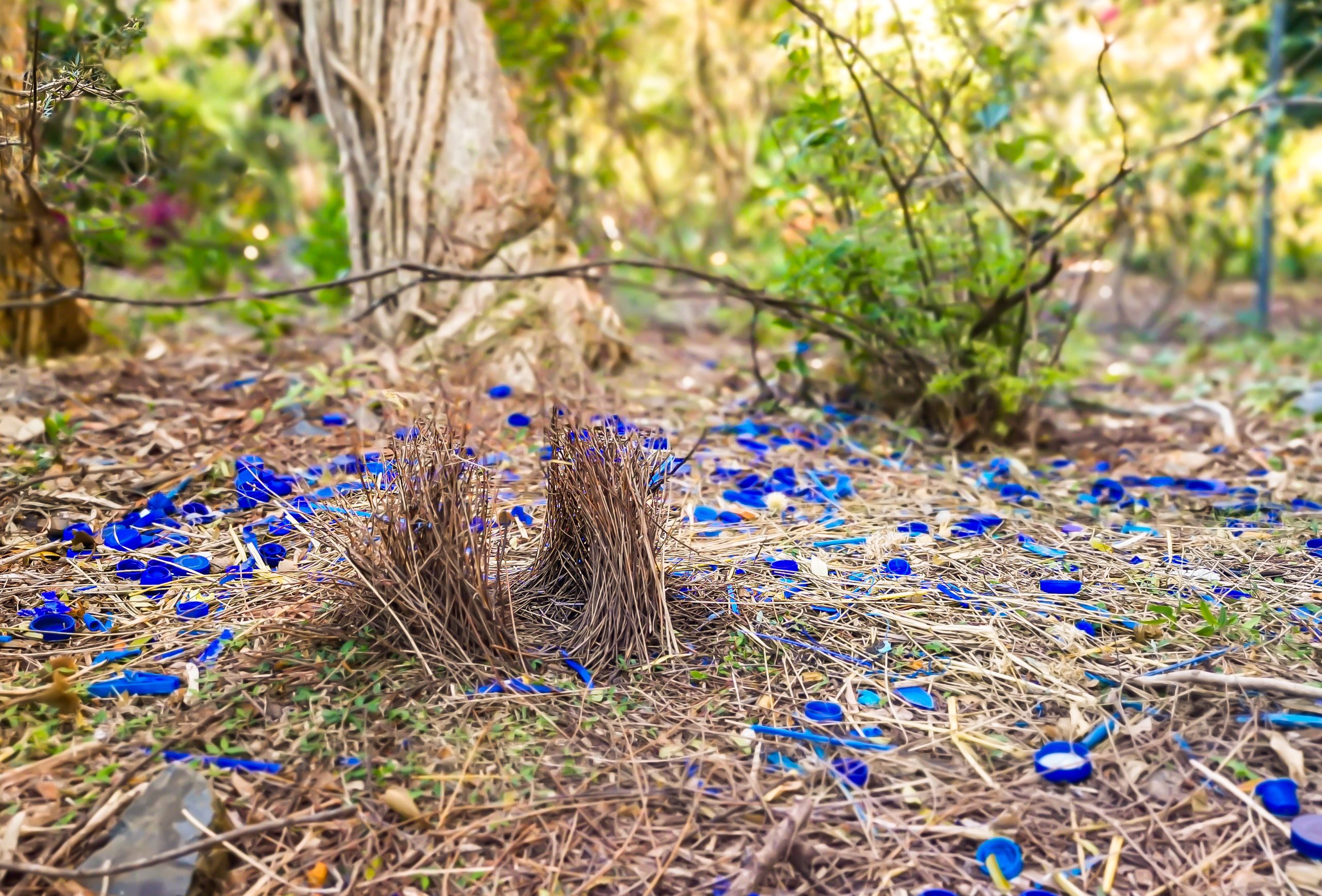 Australian bowerbirds nest.