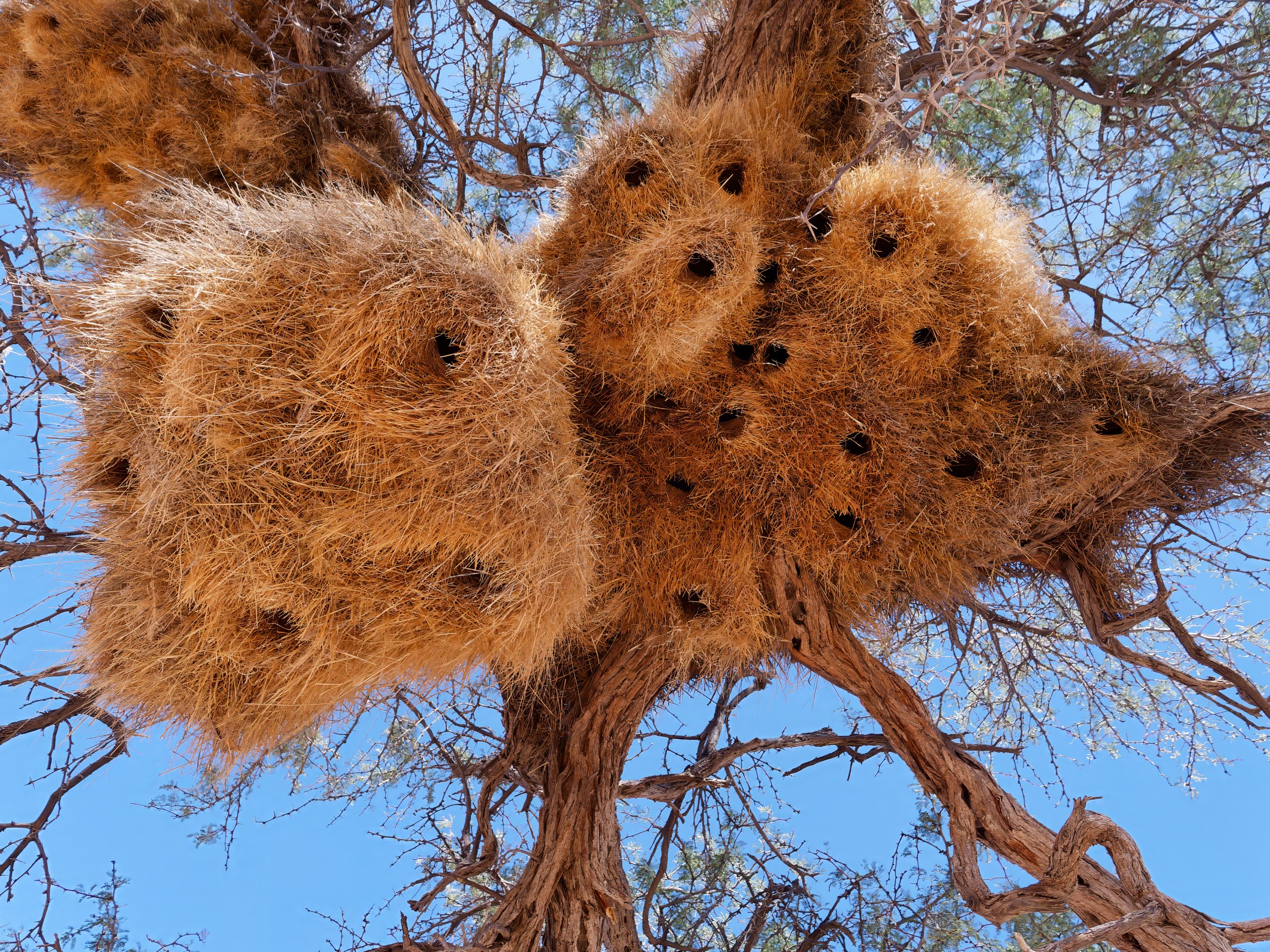 Close-up photo of nests of Sociable Weavers (Philetairus socius) near Namib-Naukluft National Park in Namibia