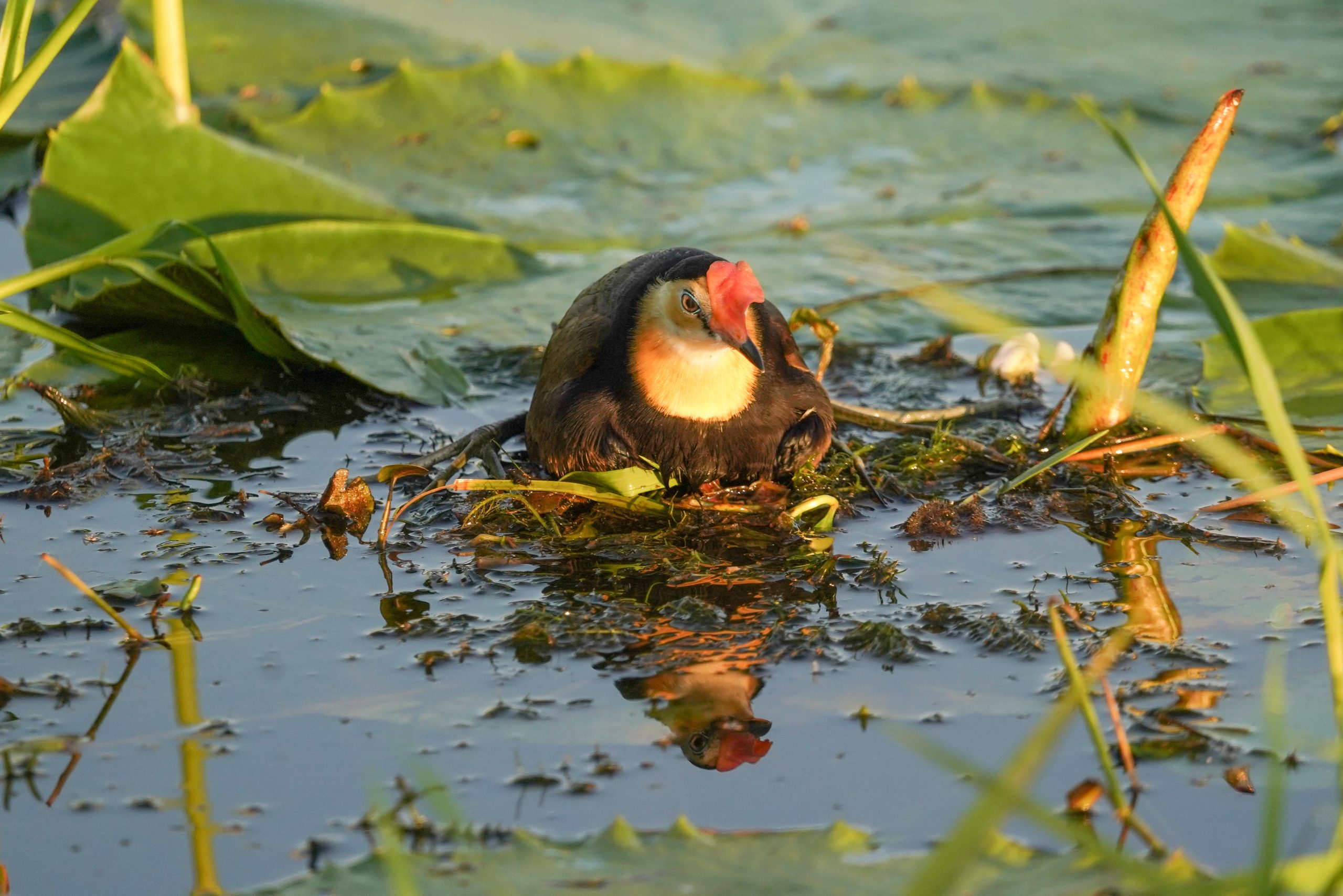 A jacana sitting on its nest in the lilly pads.