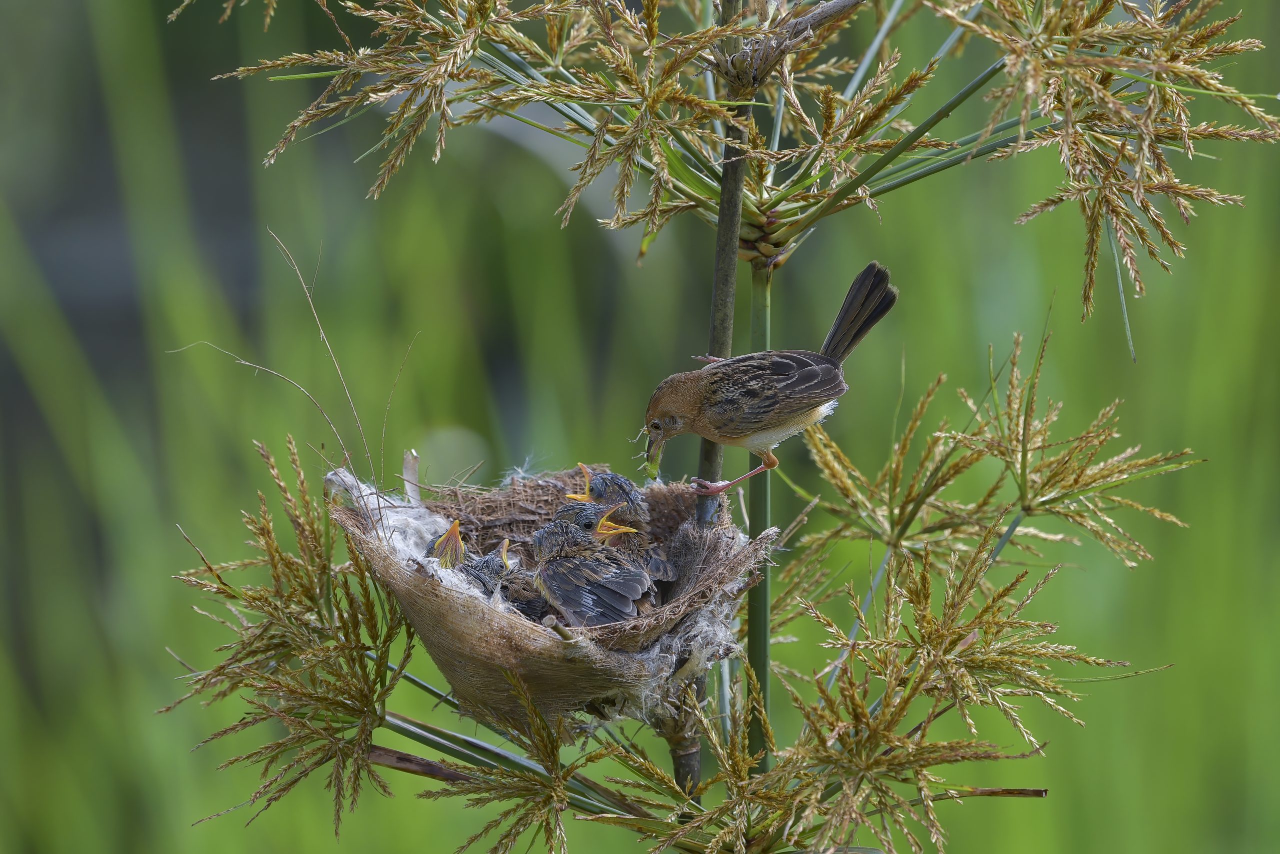 The golden-headed cisticola bird and her nest made out of spider's webs