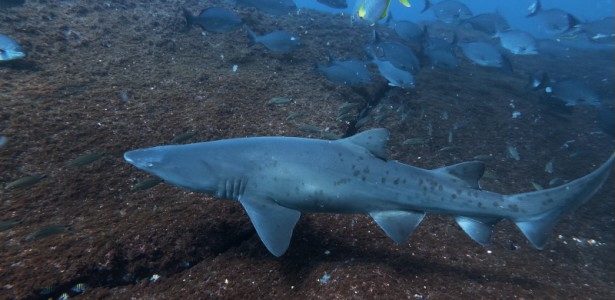 Sand tiger shark (Carcharias taurus) in the Alcatrazes Archipelago