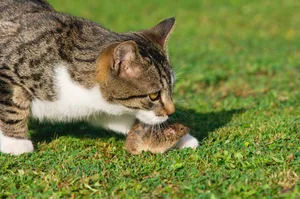 Why do cats play with their prey A cat playing with a mouse