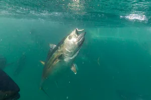 Bluefin tuna feeding in Australia. © Getty Bluefin tuna feeding on a smaller fish.