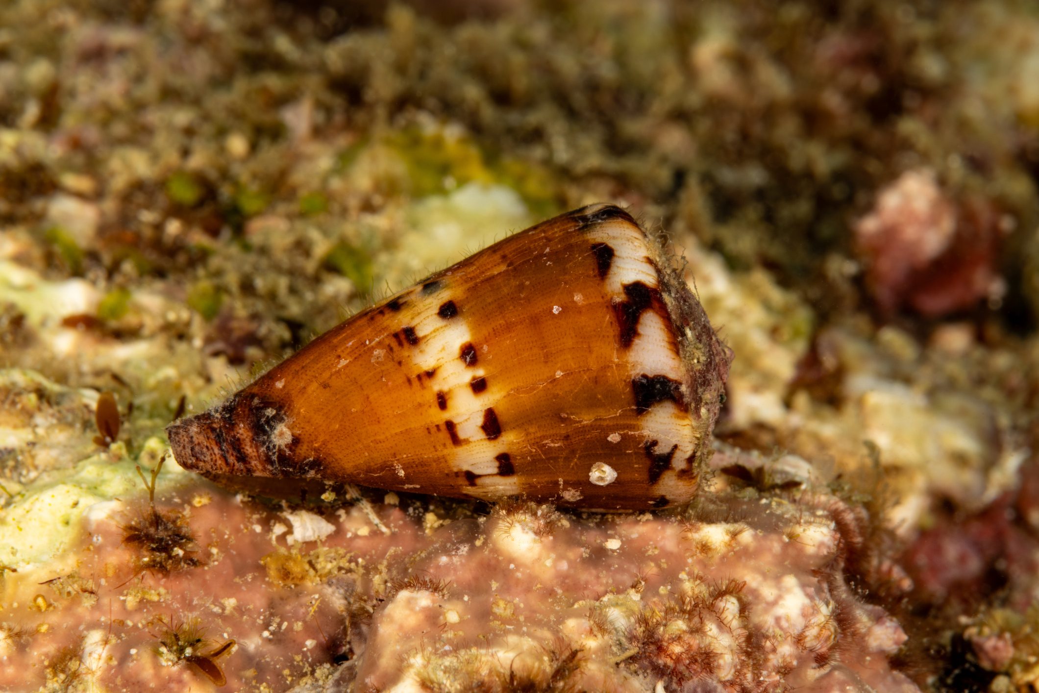 Captain's Cone Sea Shell Conus capitaneus